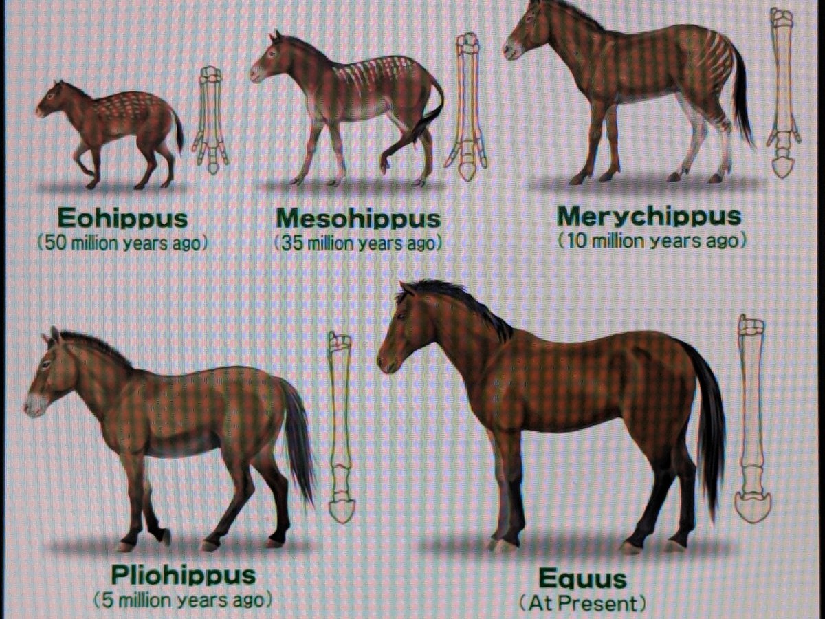 Филогенетический ряд лошади