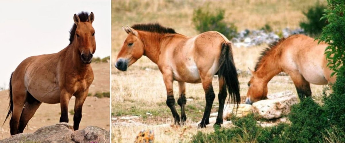 Лошадь Пржевальского вымерла