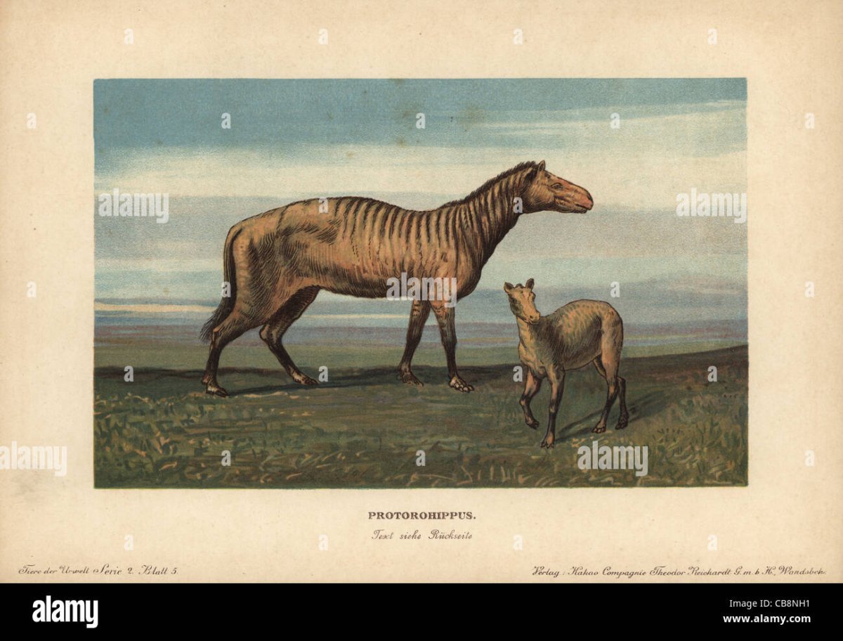 Эогиппус Heinrich harder