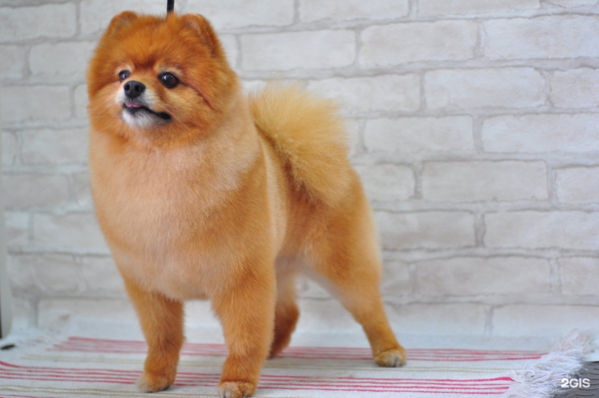 Каштанка порода собаки