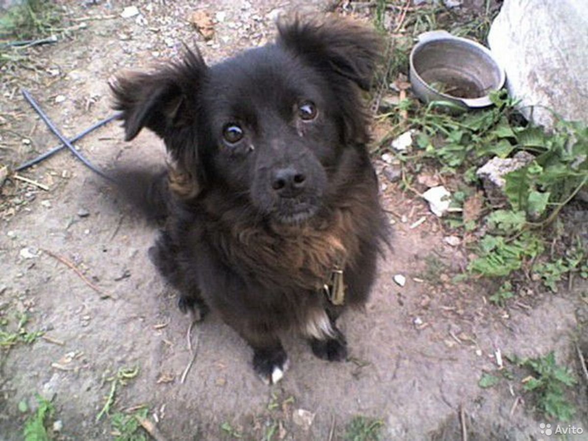 Собачка порода дворняга дворняжка