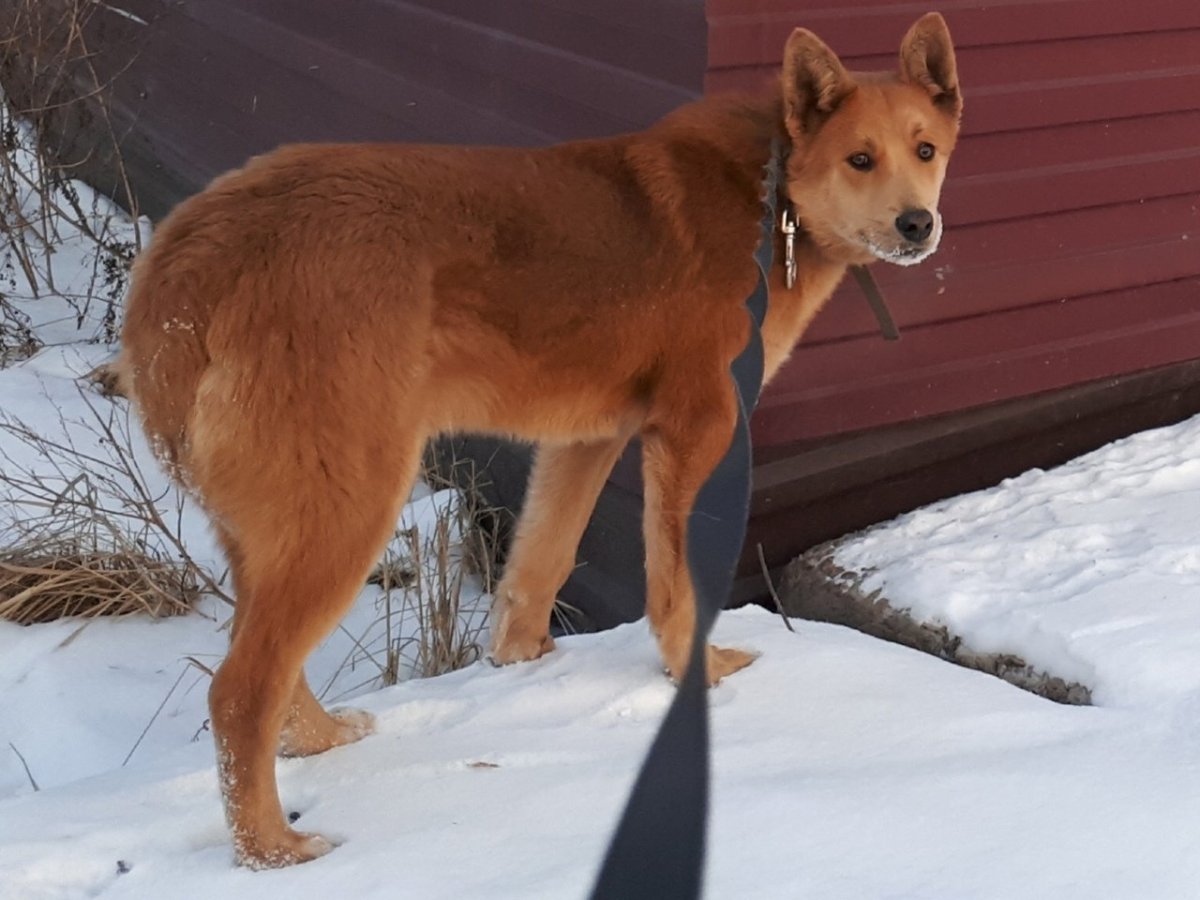 Дворняги каштанка