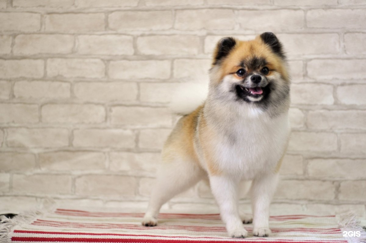 Каштанка собака