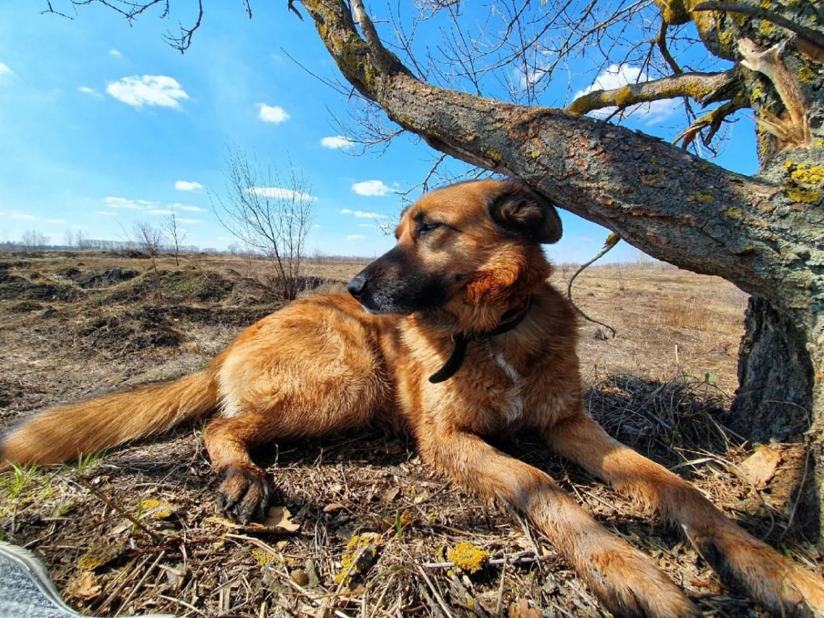 Каштанка порода