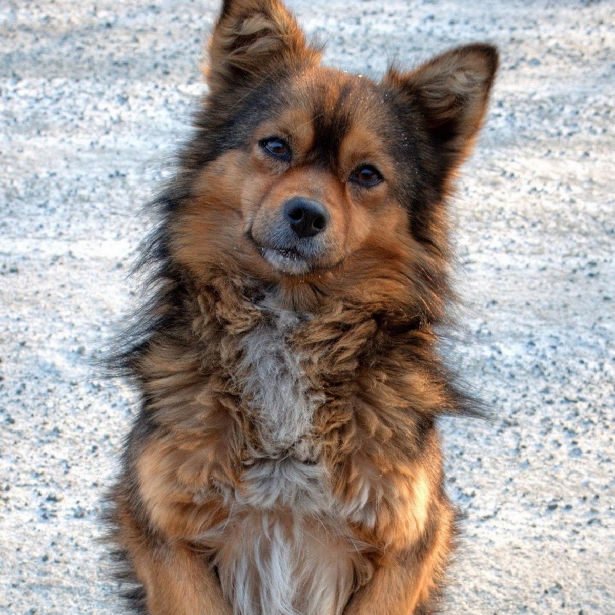 Рыжие дворняжки длинношерстные