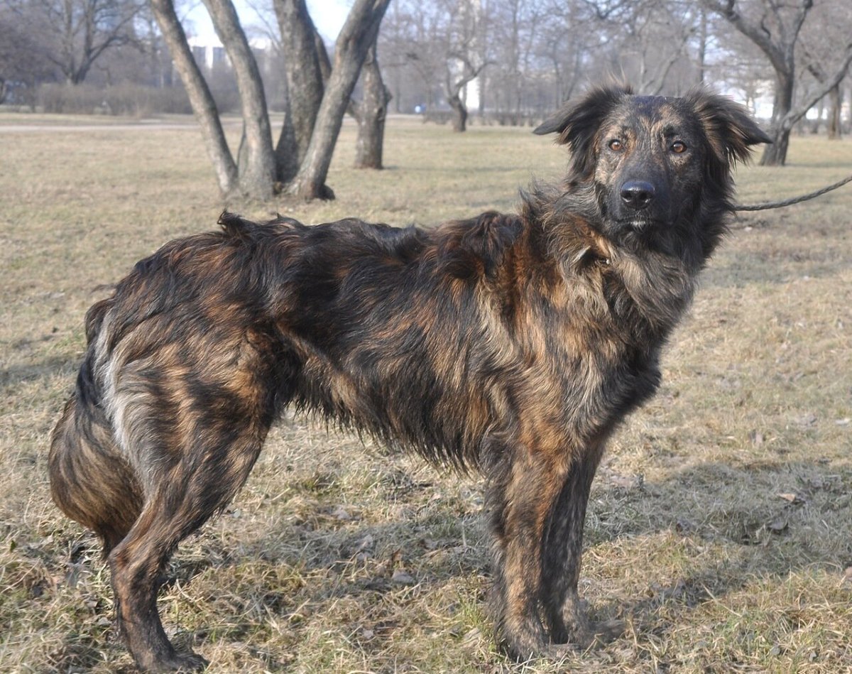 Каштанка порода