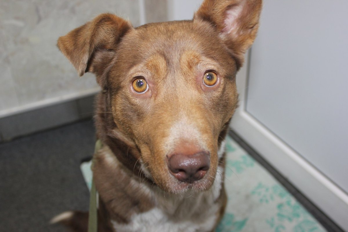 Каштанка собака