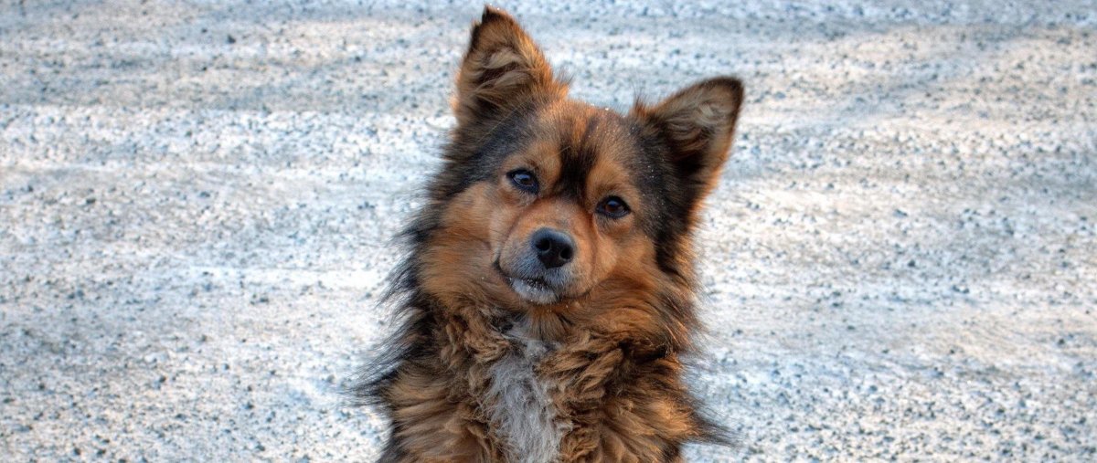 Собака дворняжка