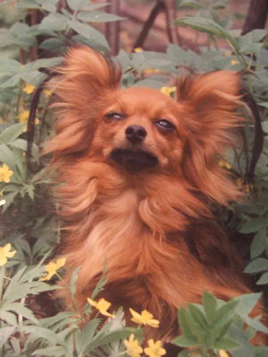 Той терьер рыжий длинношерстный