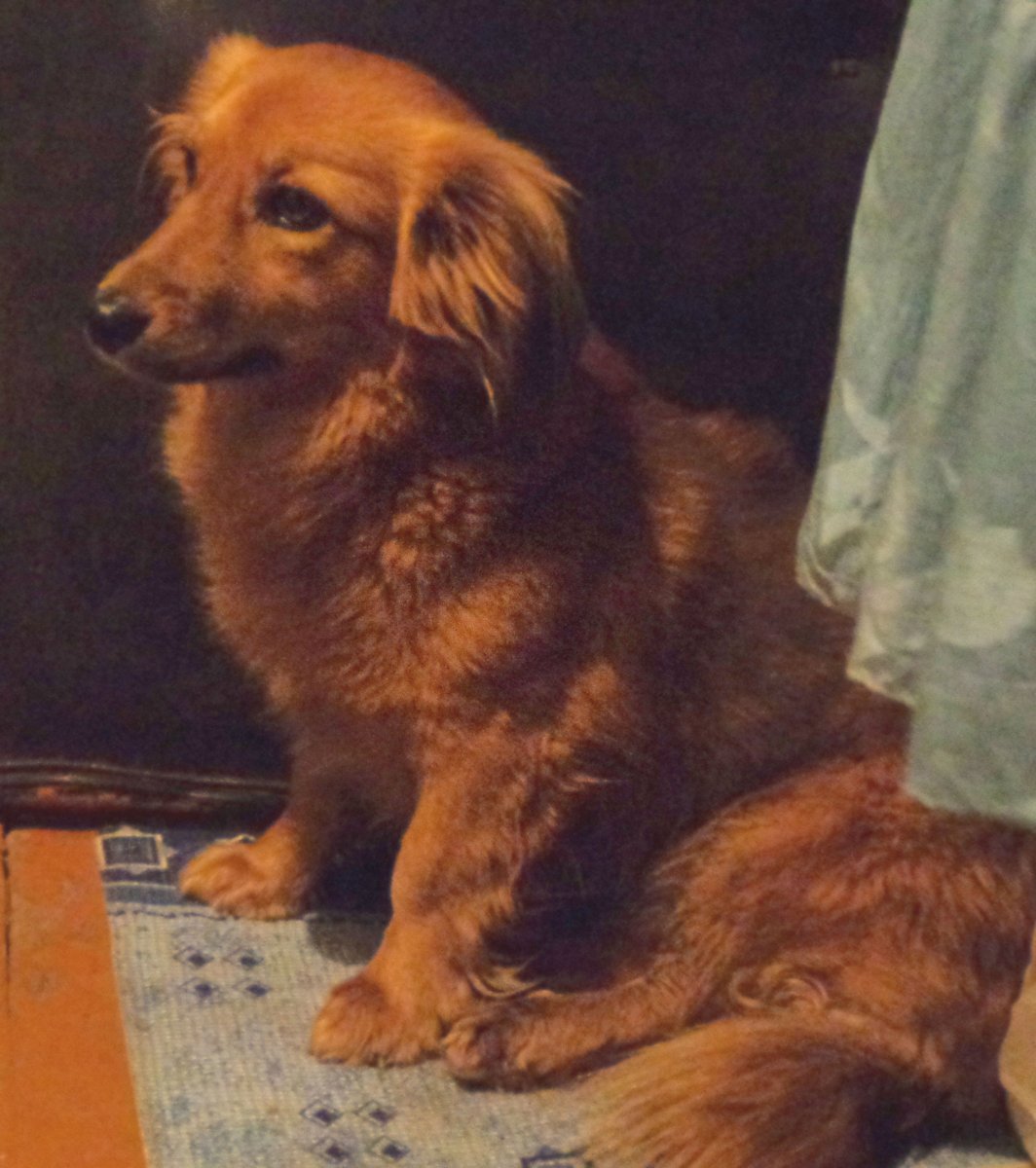 Каштанка порода собаки