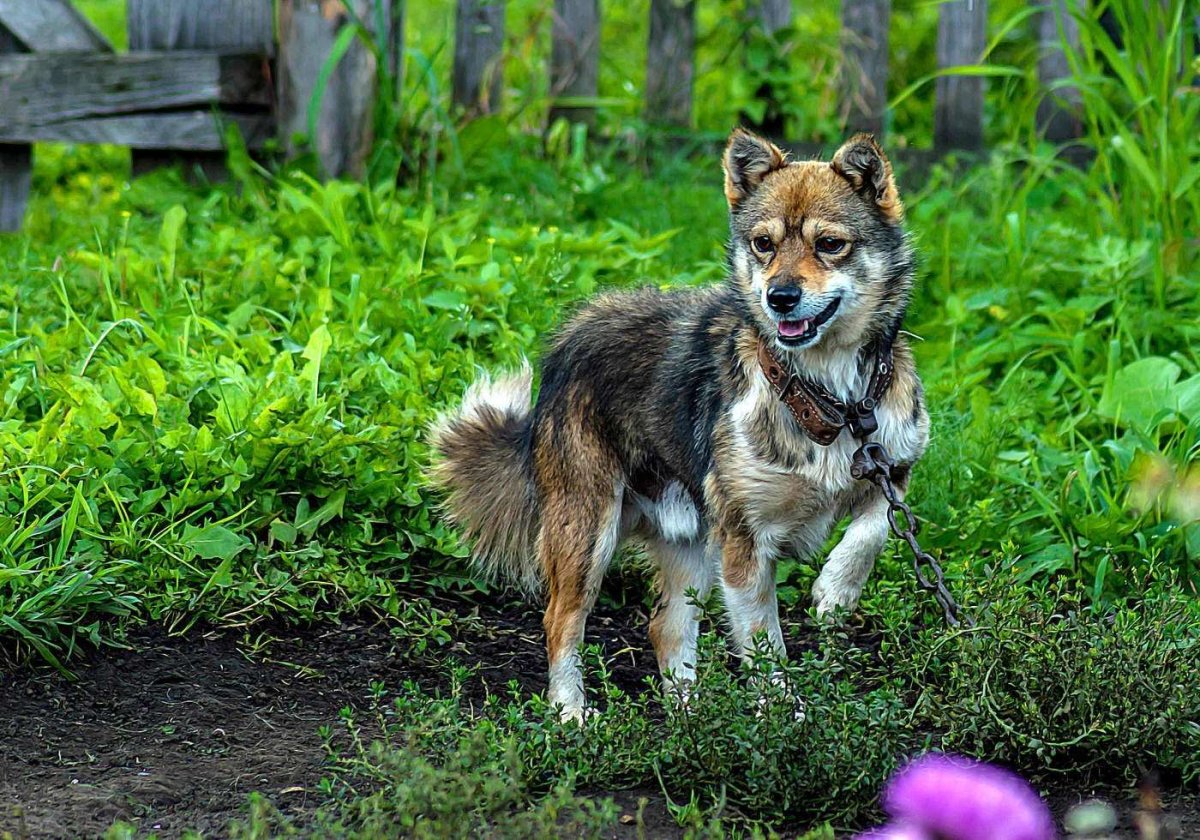 Красивые беспородные собаки