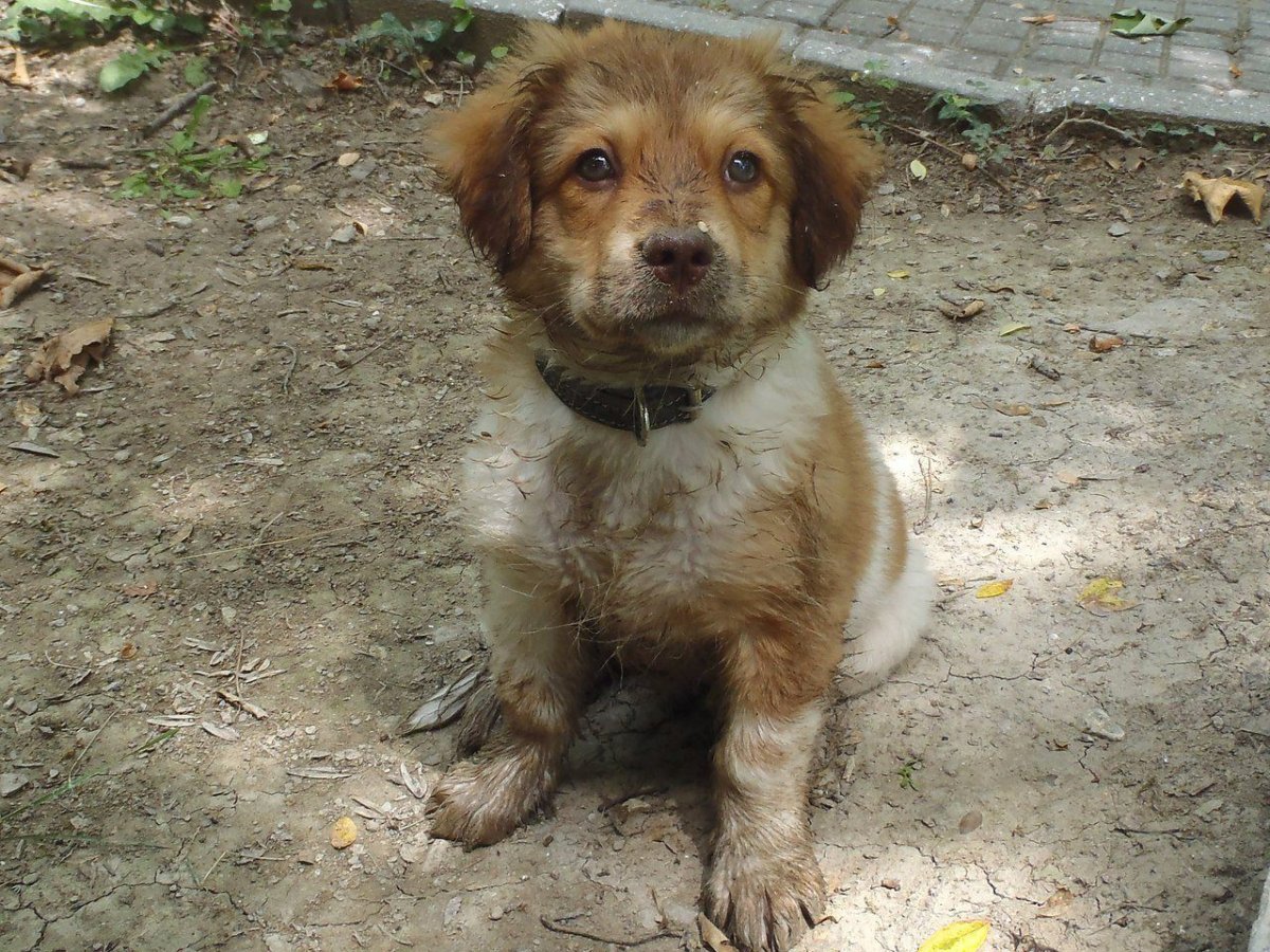 Маленькая рыжая собачка дворняжка