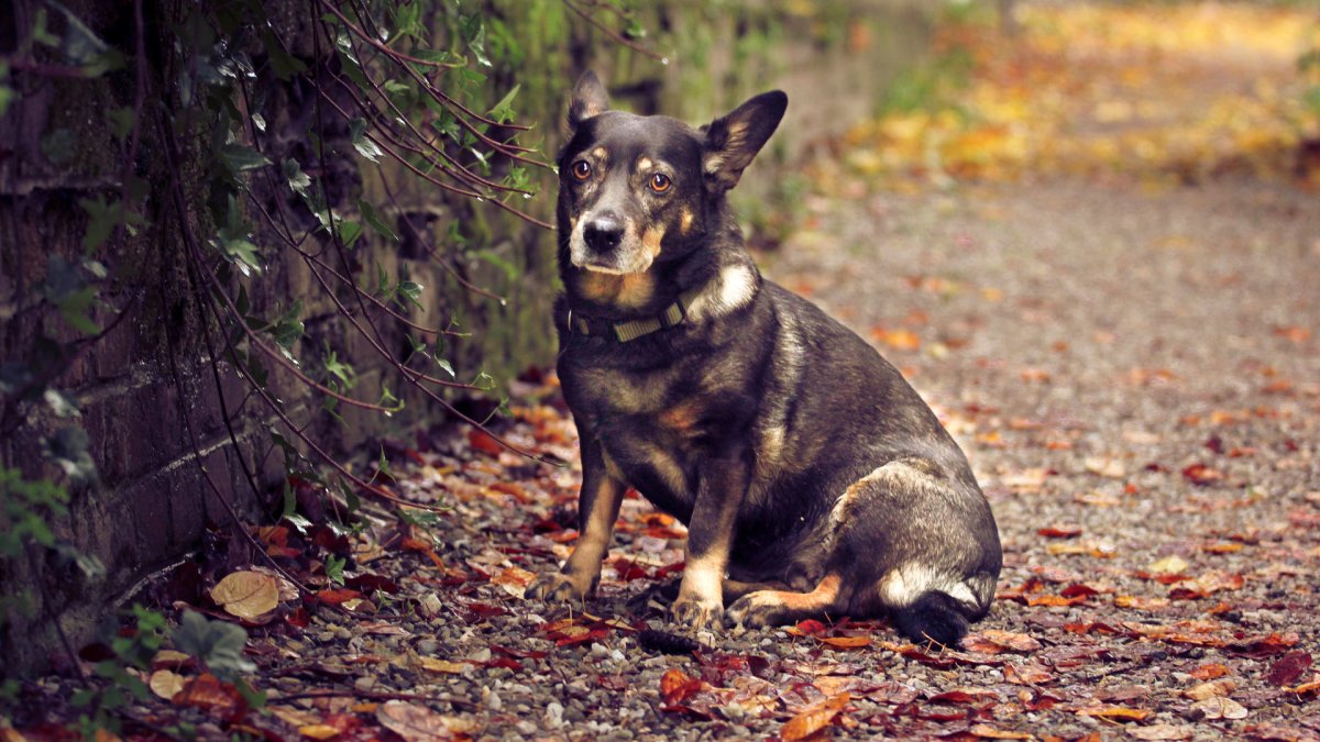Красивые беспородные собаки
