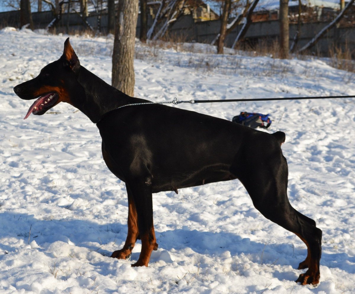 Собака Анубис чёрный