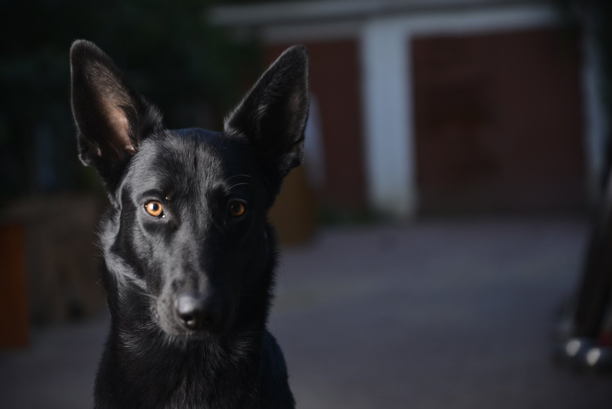 Ксолоитцкуинтли Анубис