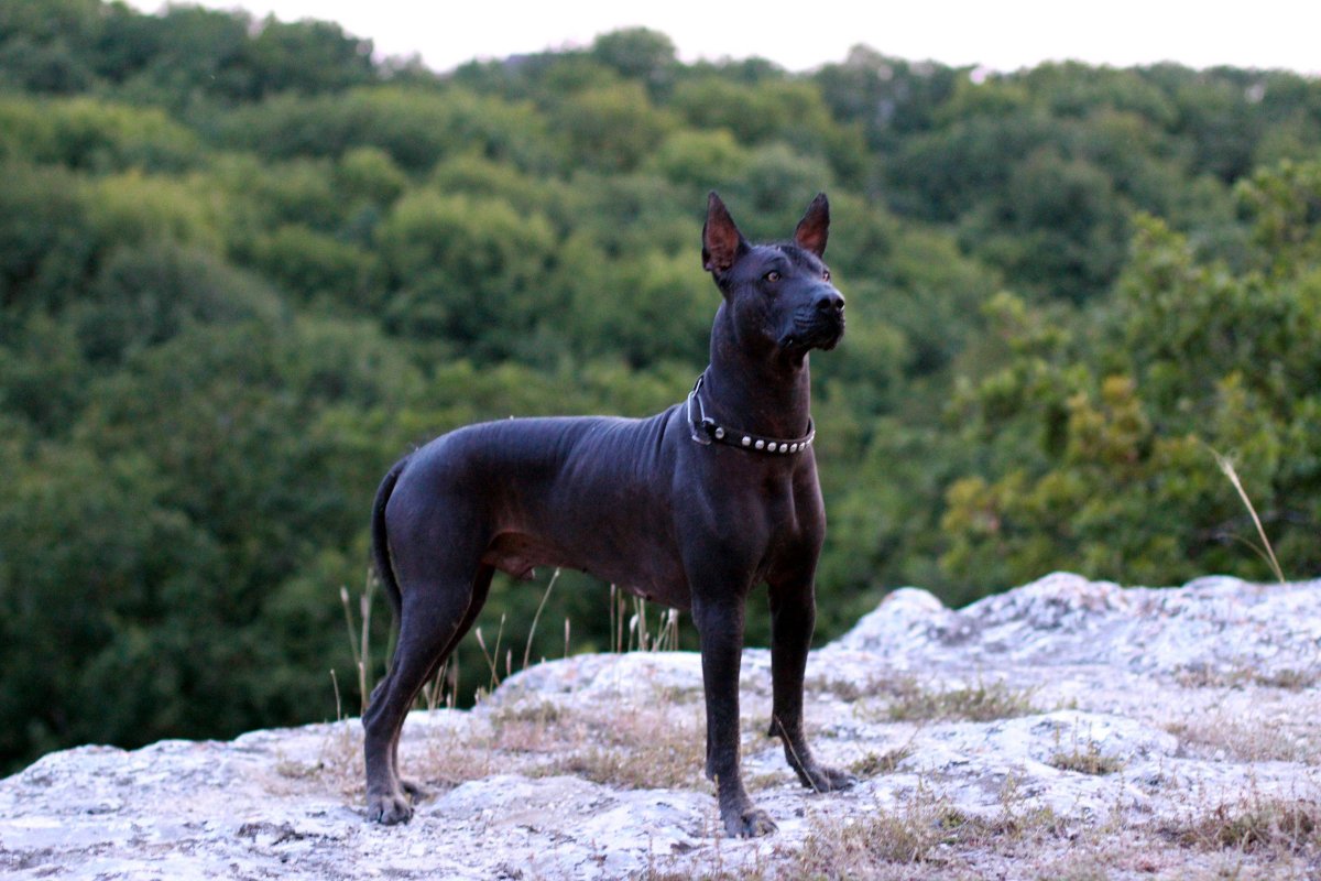 Ксолоитцкуинтли - ксоло