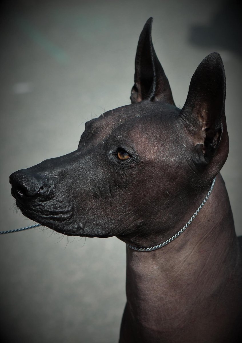 Ксолоитцкуинтли - ксоло