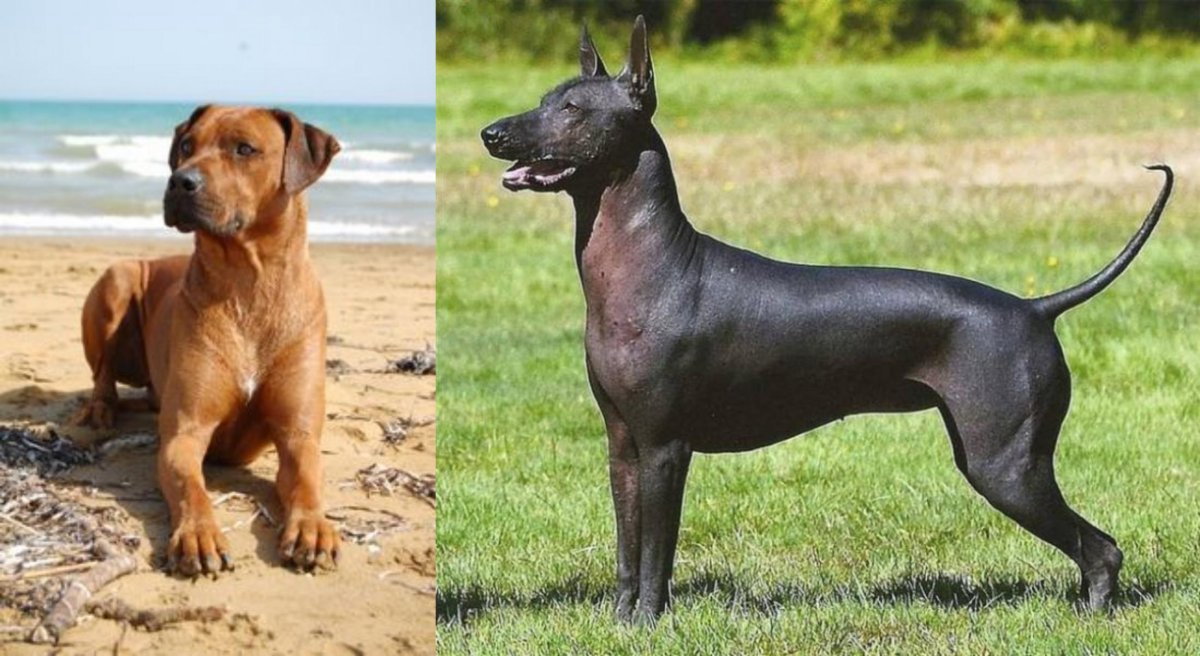 Ксолоитцкуинтли порода