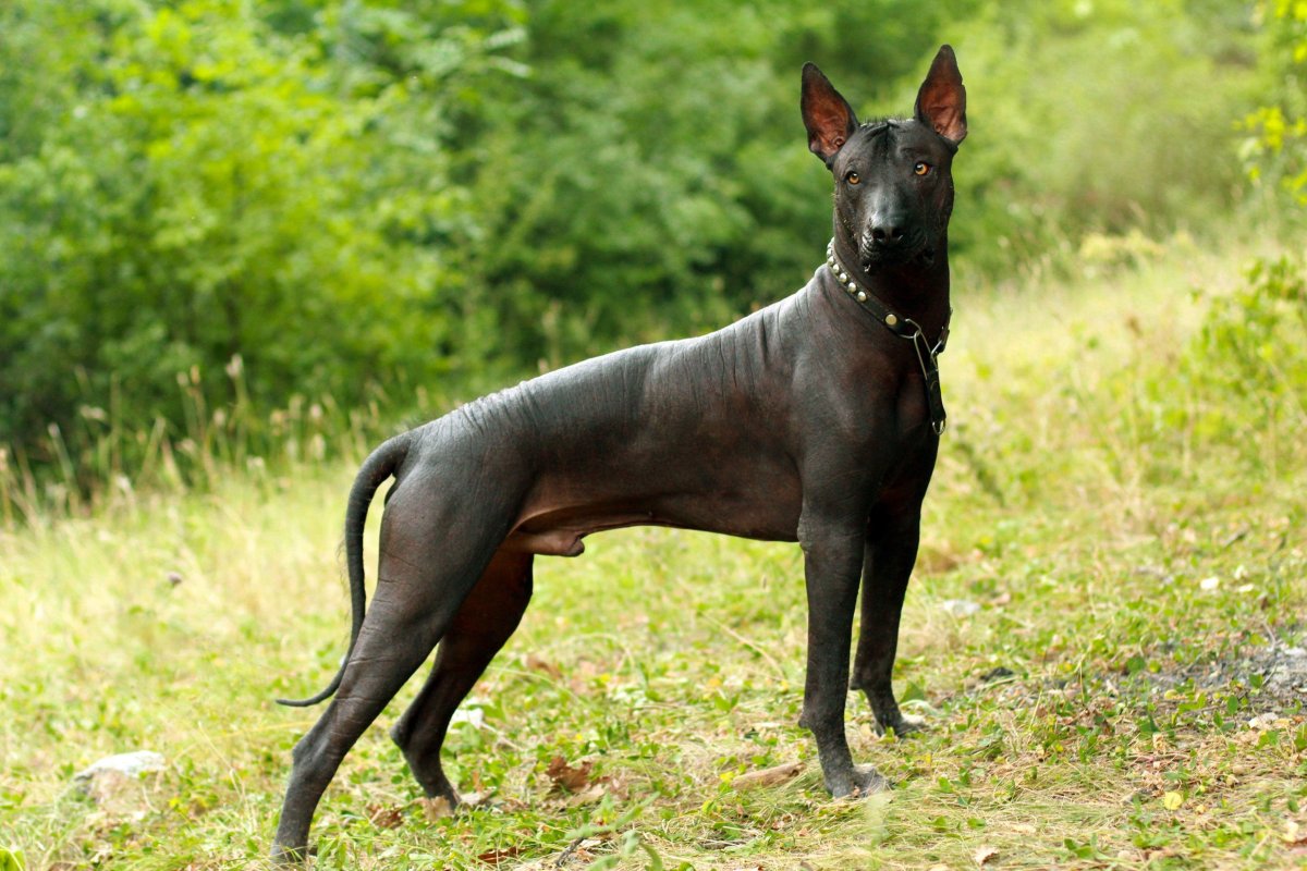 Ксолоитцкуинтли - ксоло