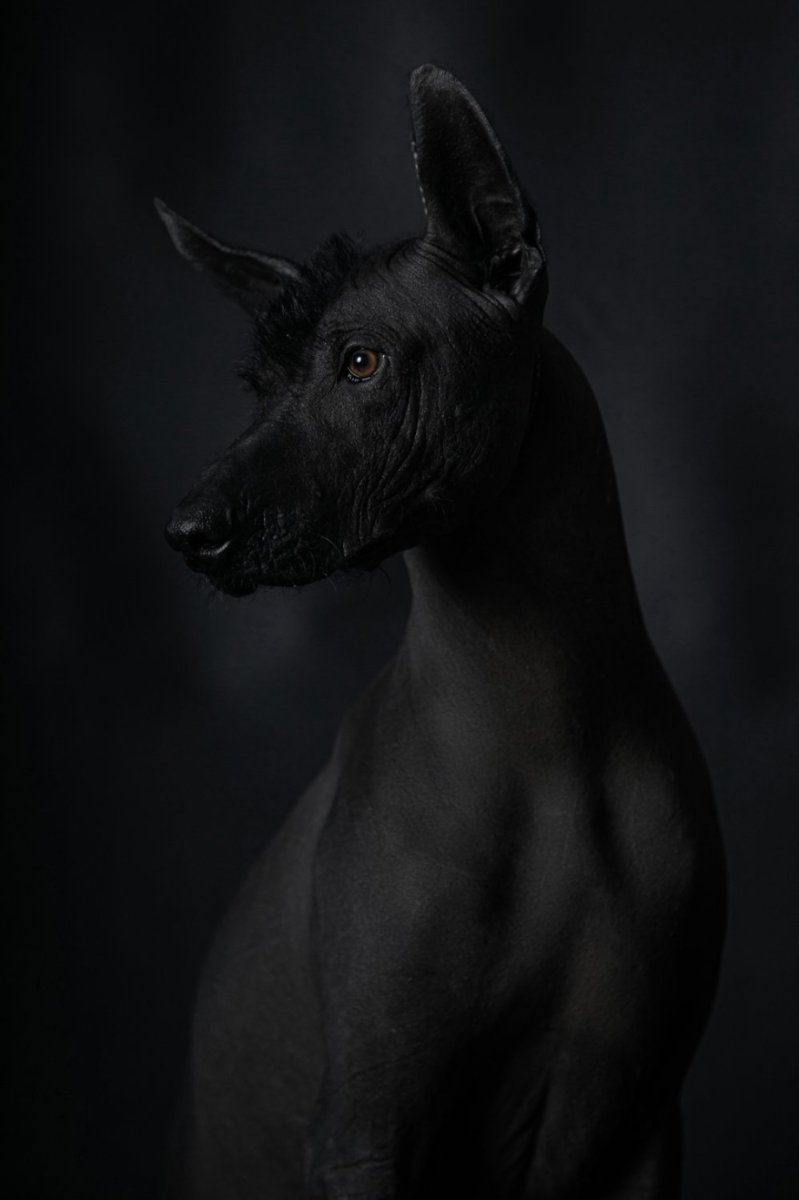 Ксолоитцкуинтли порода