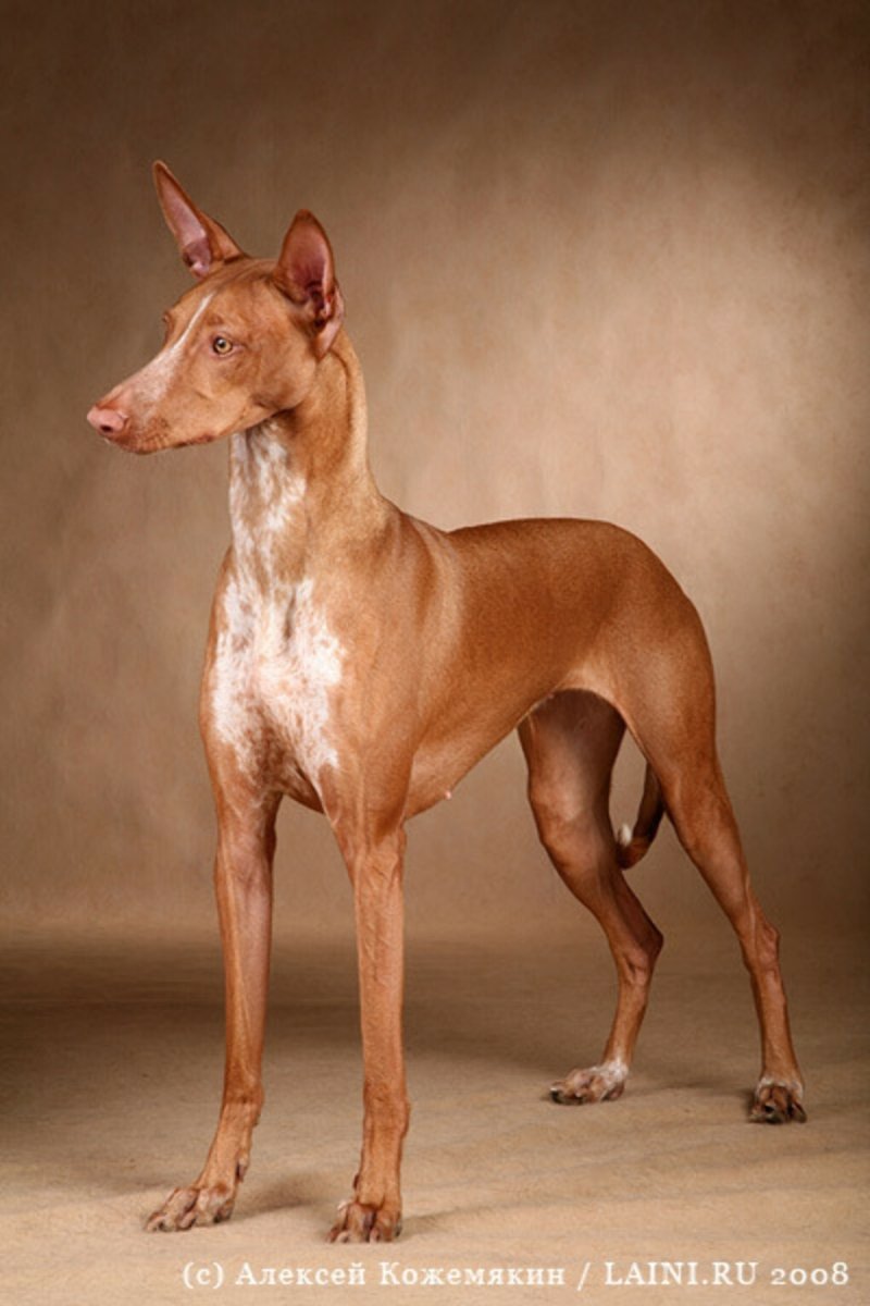 Фараонова гончая