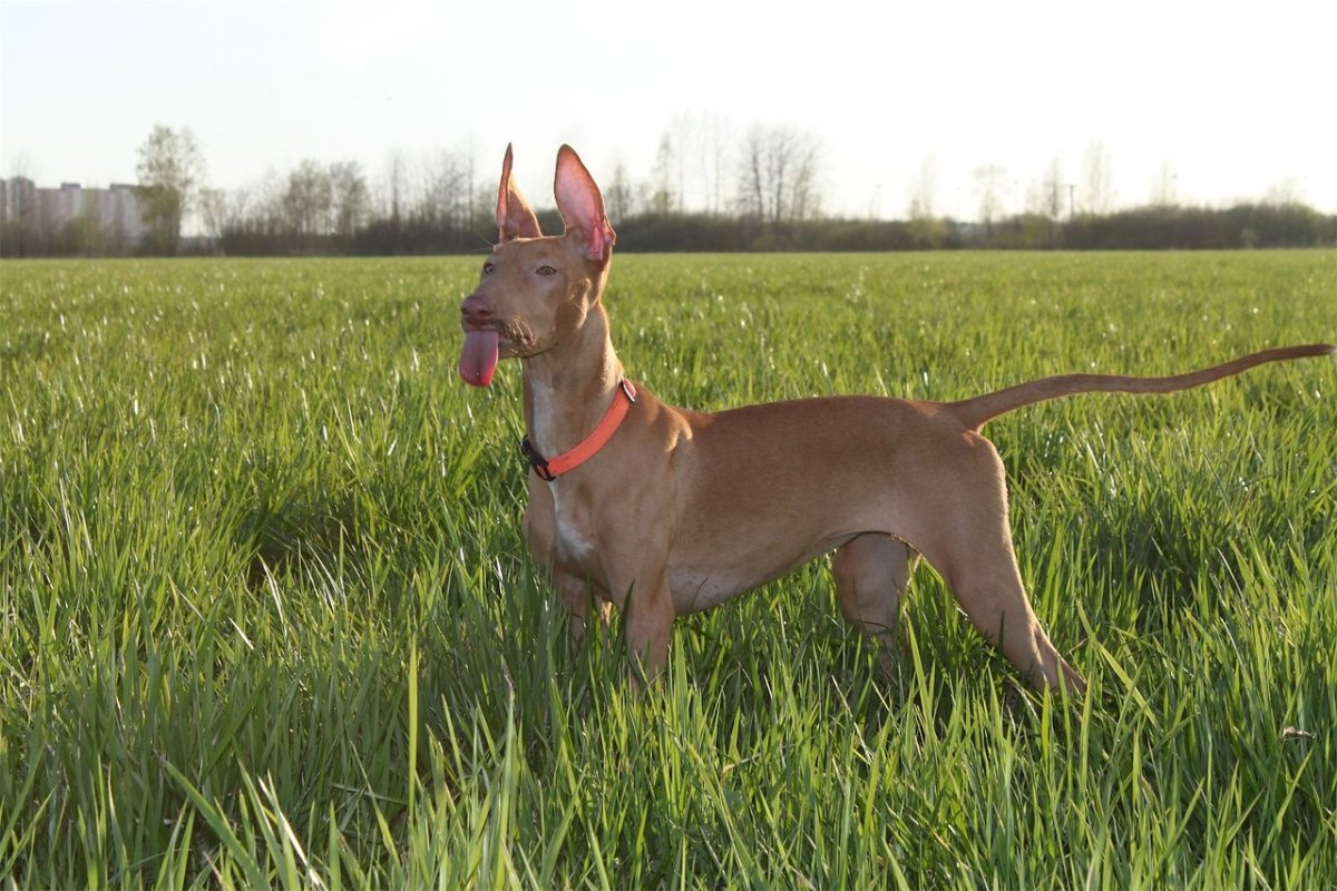 Анубис порода