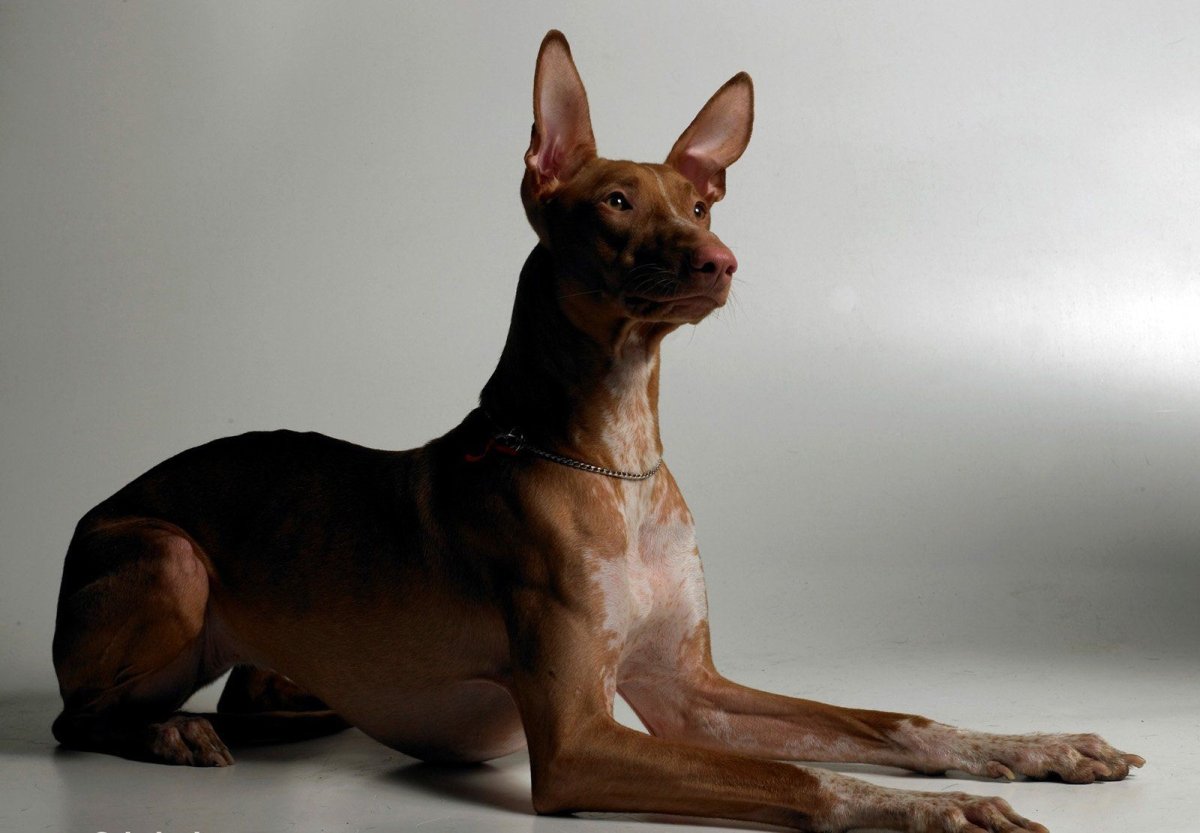 Фараонова собака Анубис