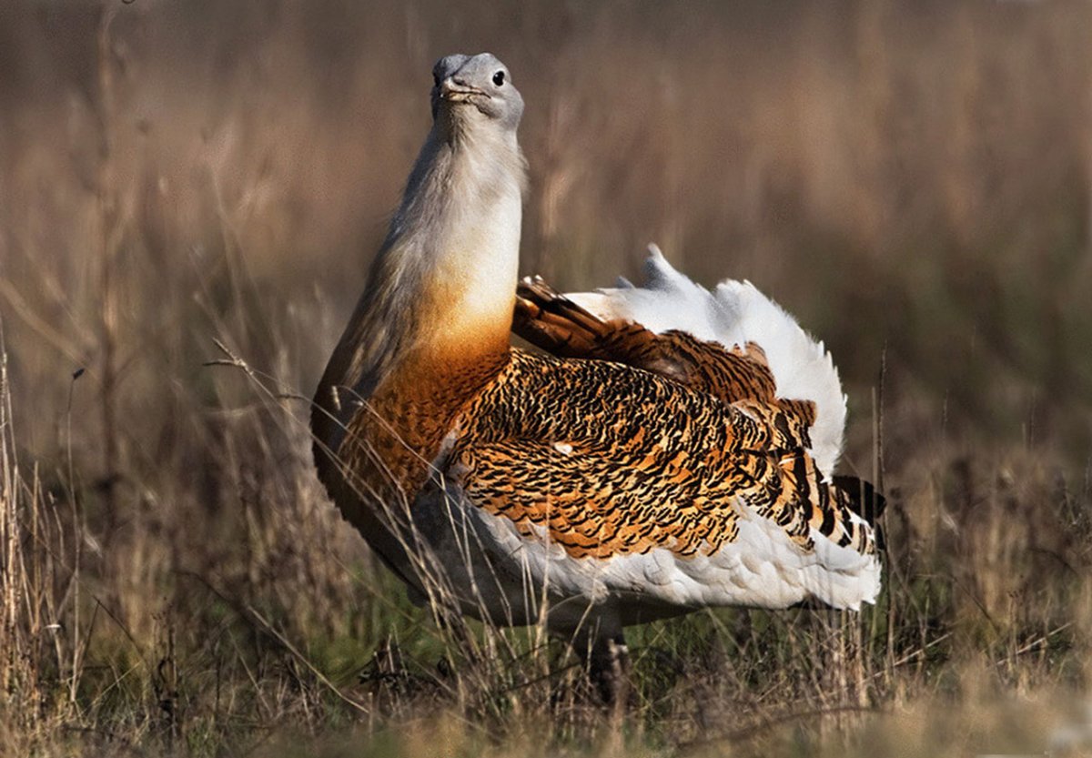 Степная Дрофа Дудак