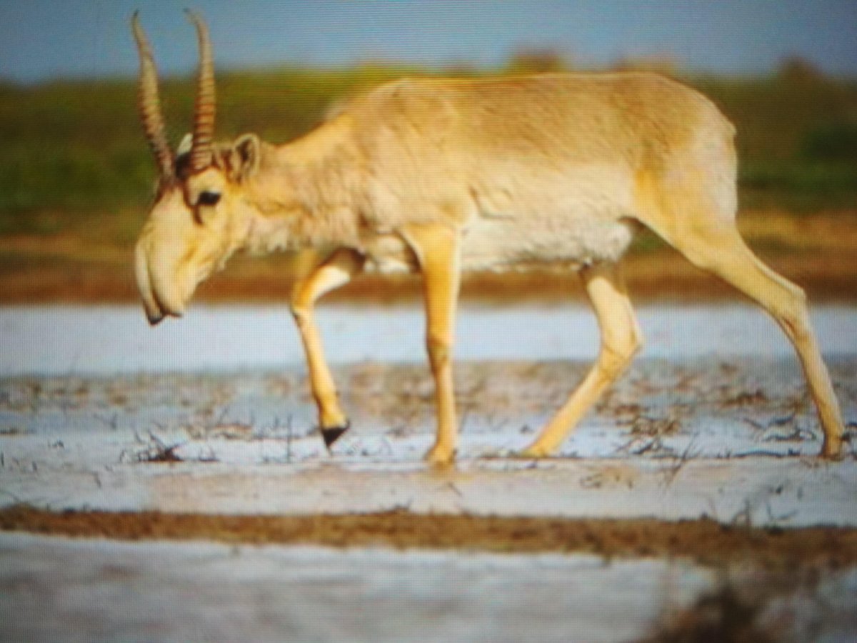 Сайгак животное