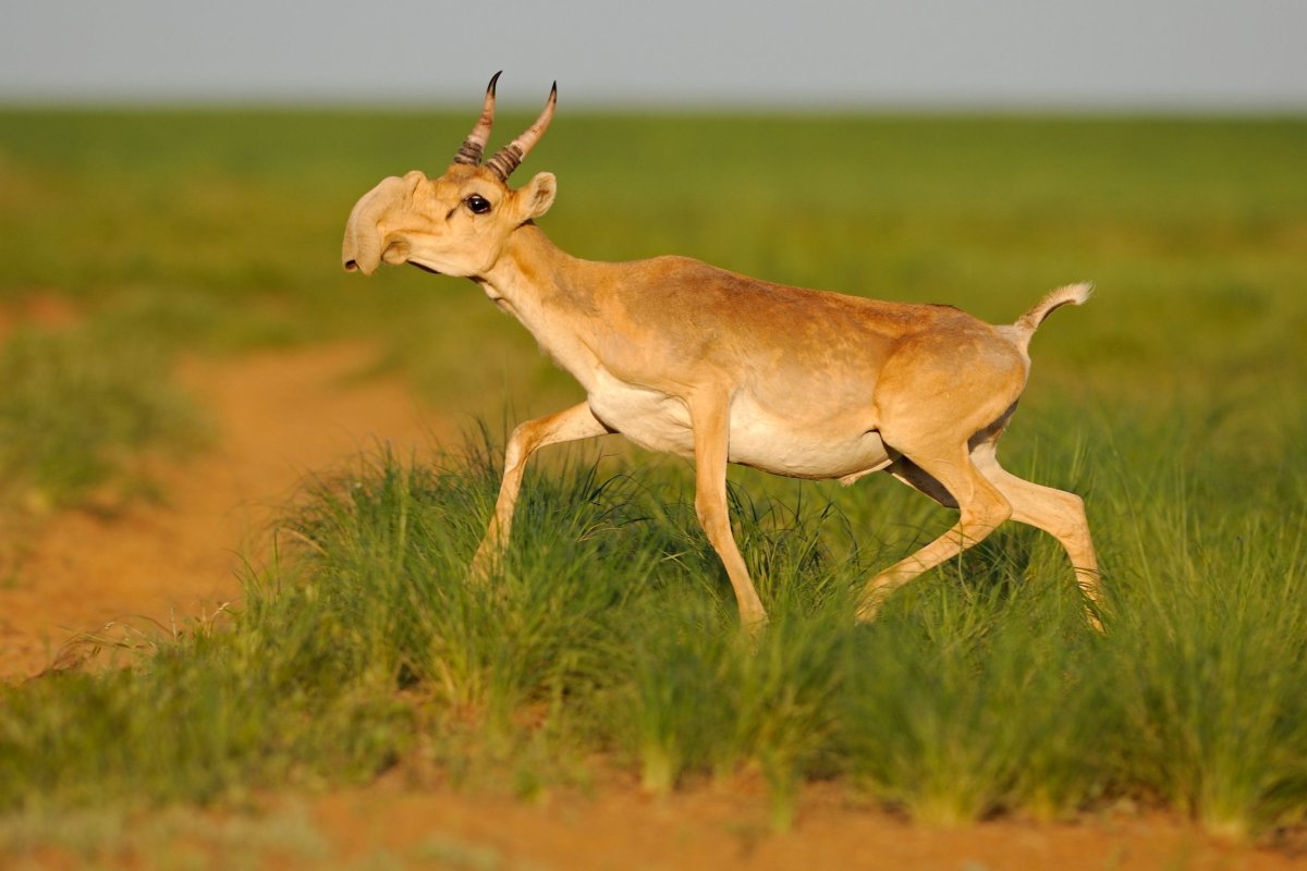 Степная антилопа Сайгак