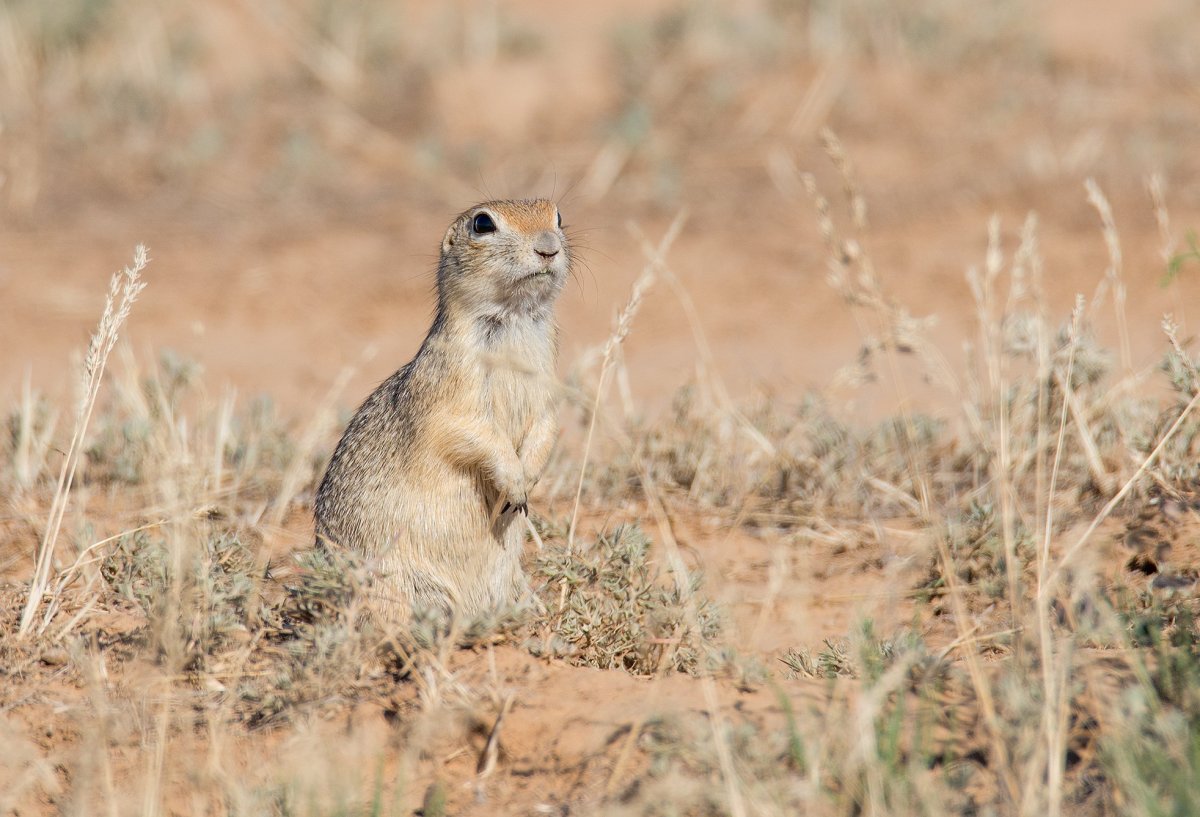 Животные степи России суслик