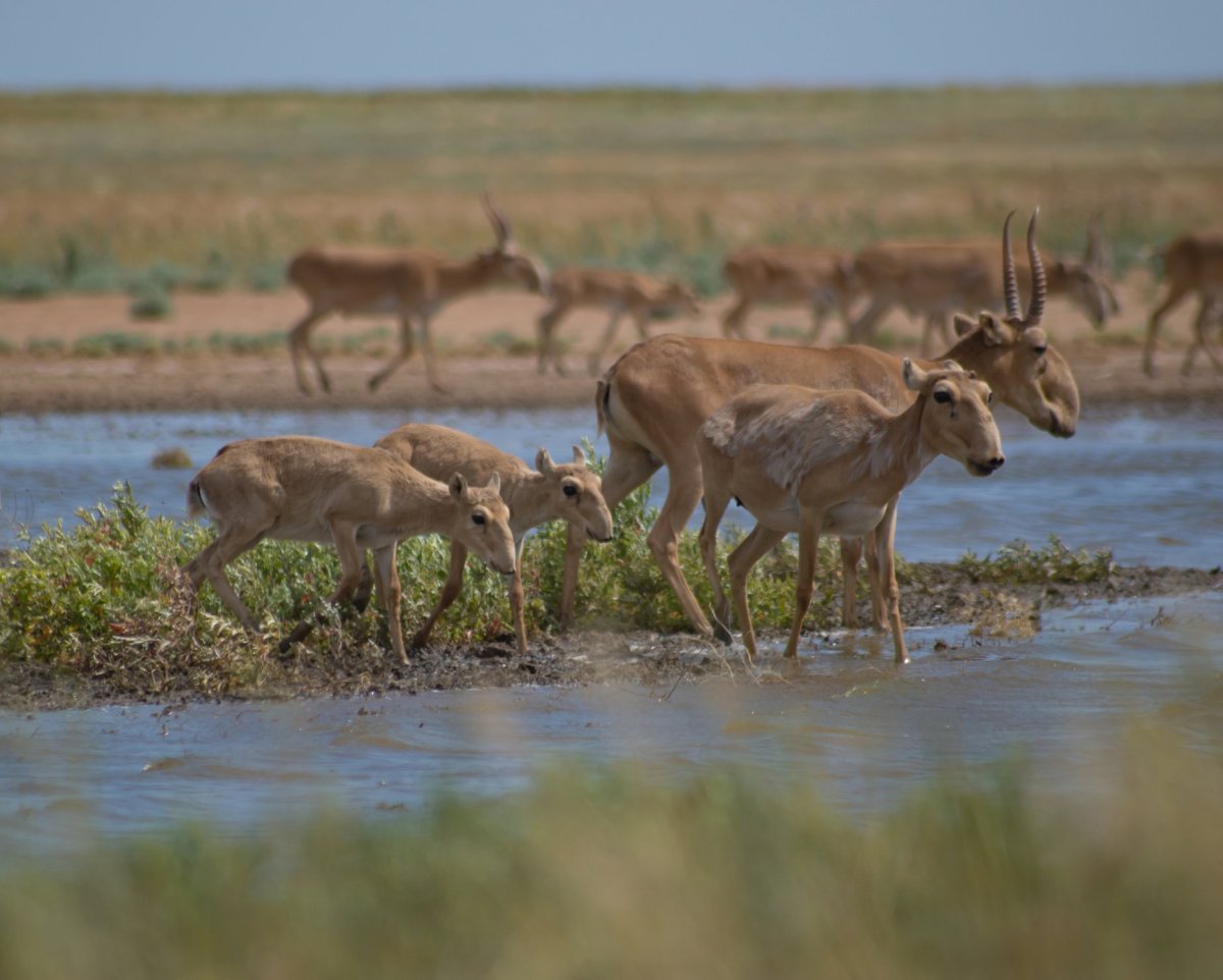 Сайгак Степной
