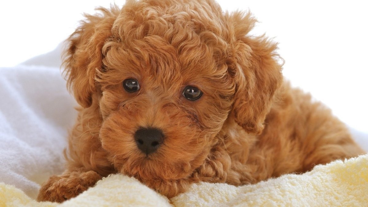 Пудель мальтипу рыжие