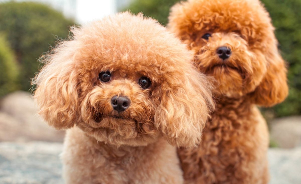 Карликовый той пудель