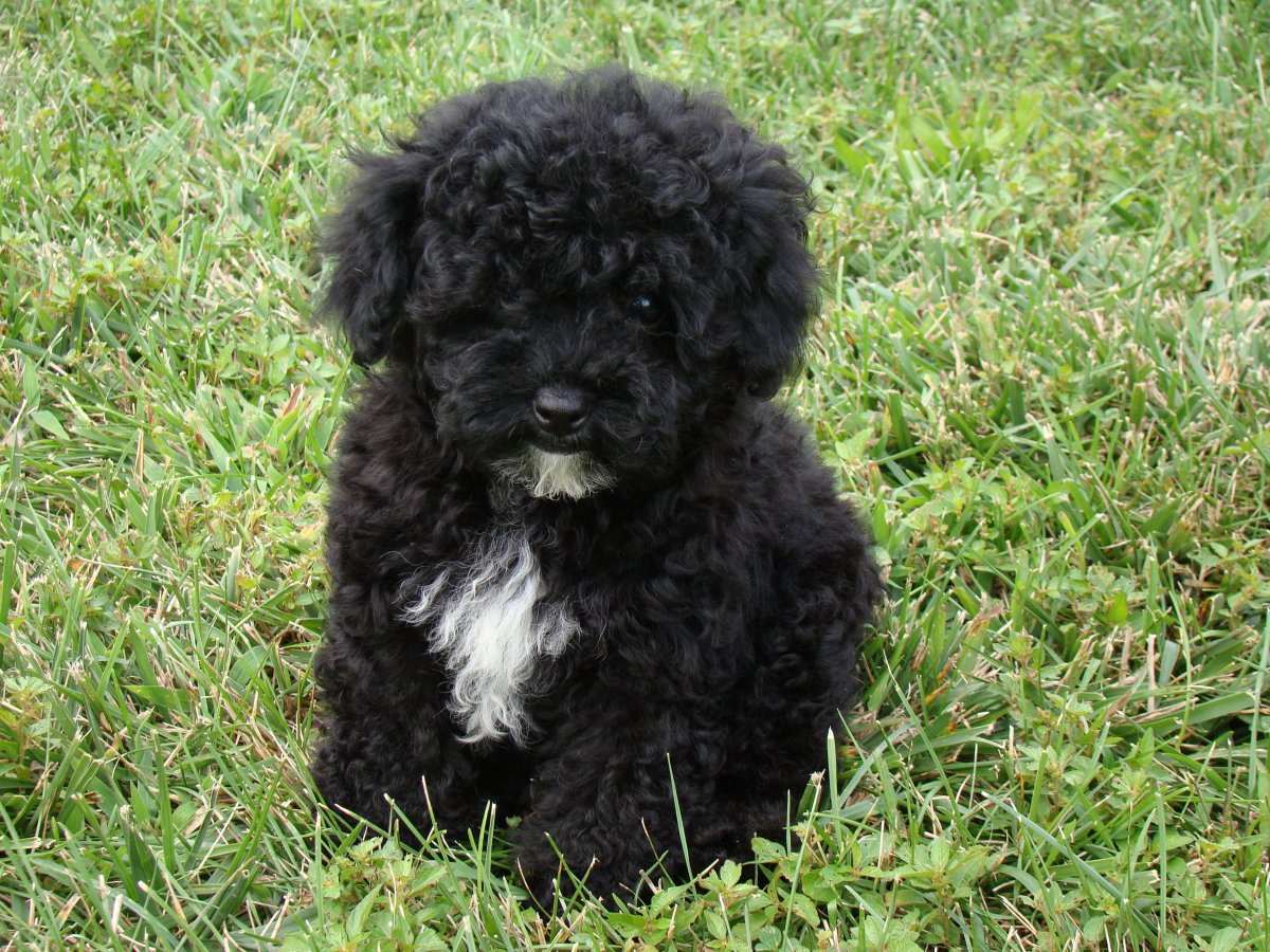 Болонка черная мальтипу