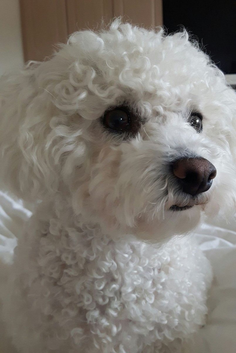 Бишон фризе мальтипу