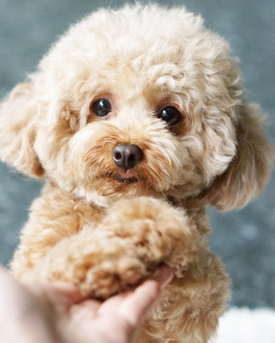 Пудель мальтипу