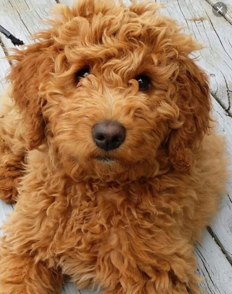 Голдендудль и лабрадудль