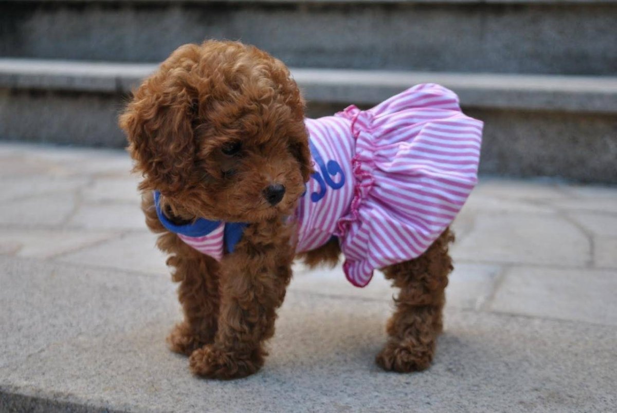 Карликовый той пудель