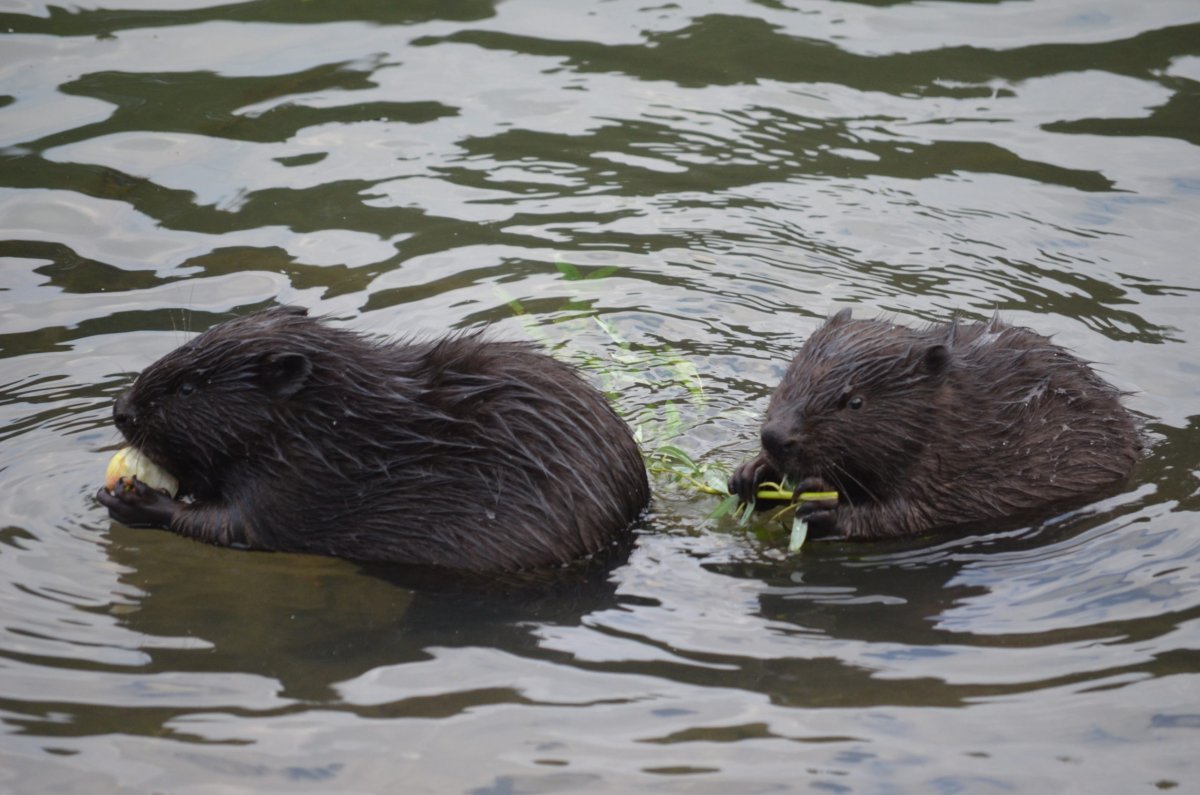 Долина реки Сетунь животные