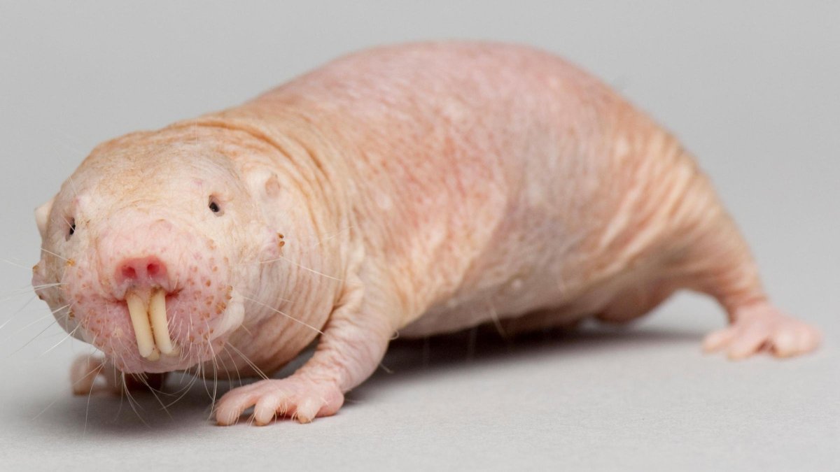 Голый землекоп (Heterocephalus Glaber)