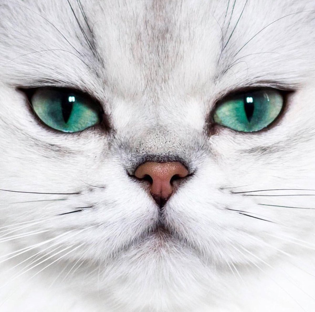 Красивые кошки