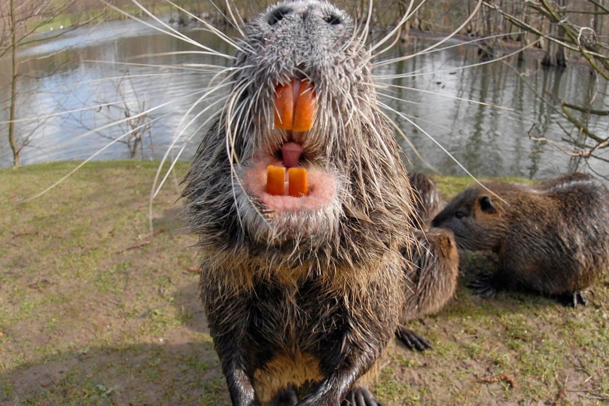 Нутрия крыса