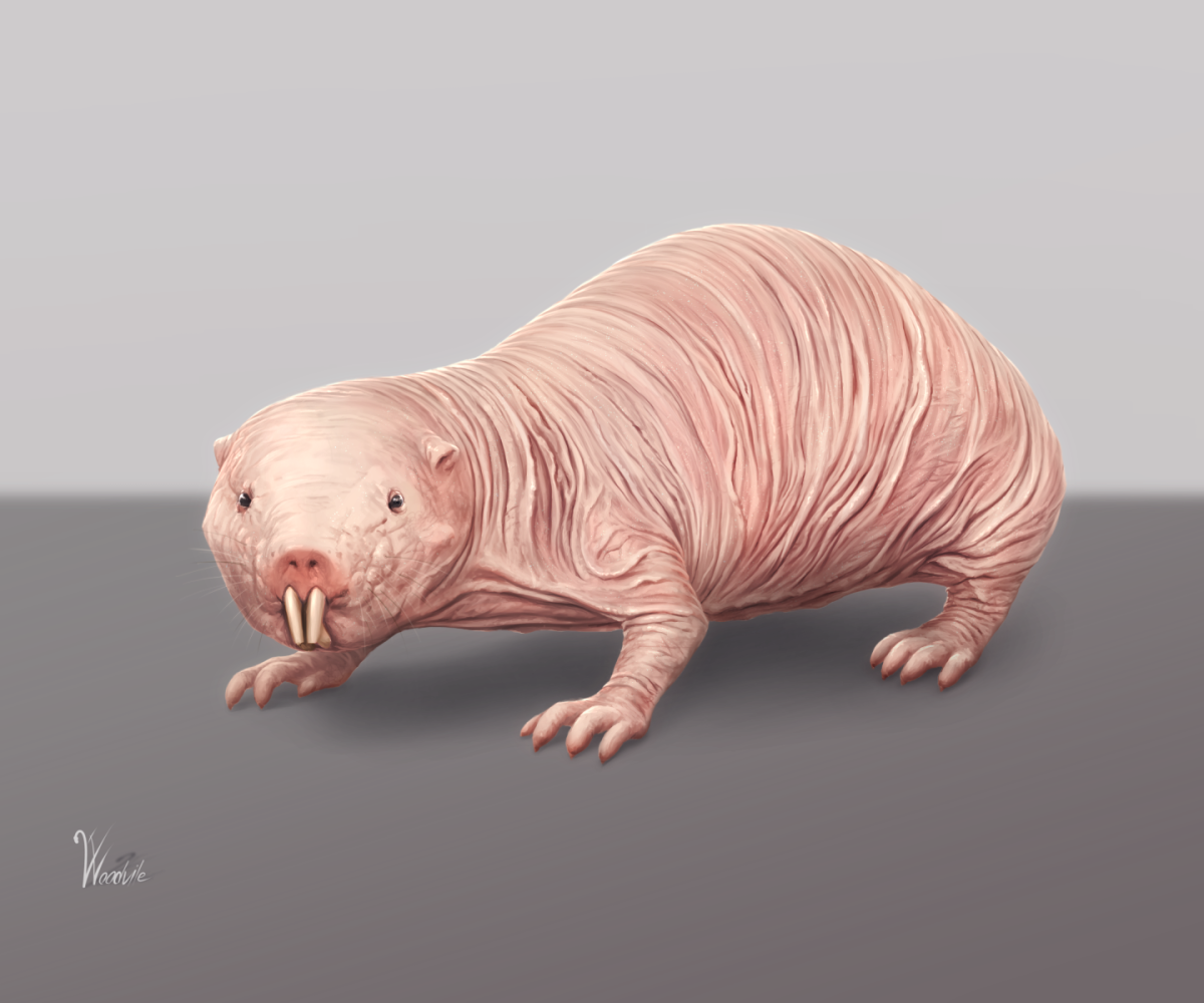 Крыса слепыш