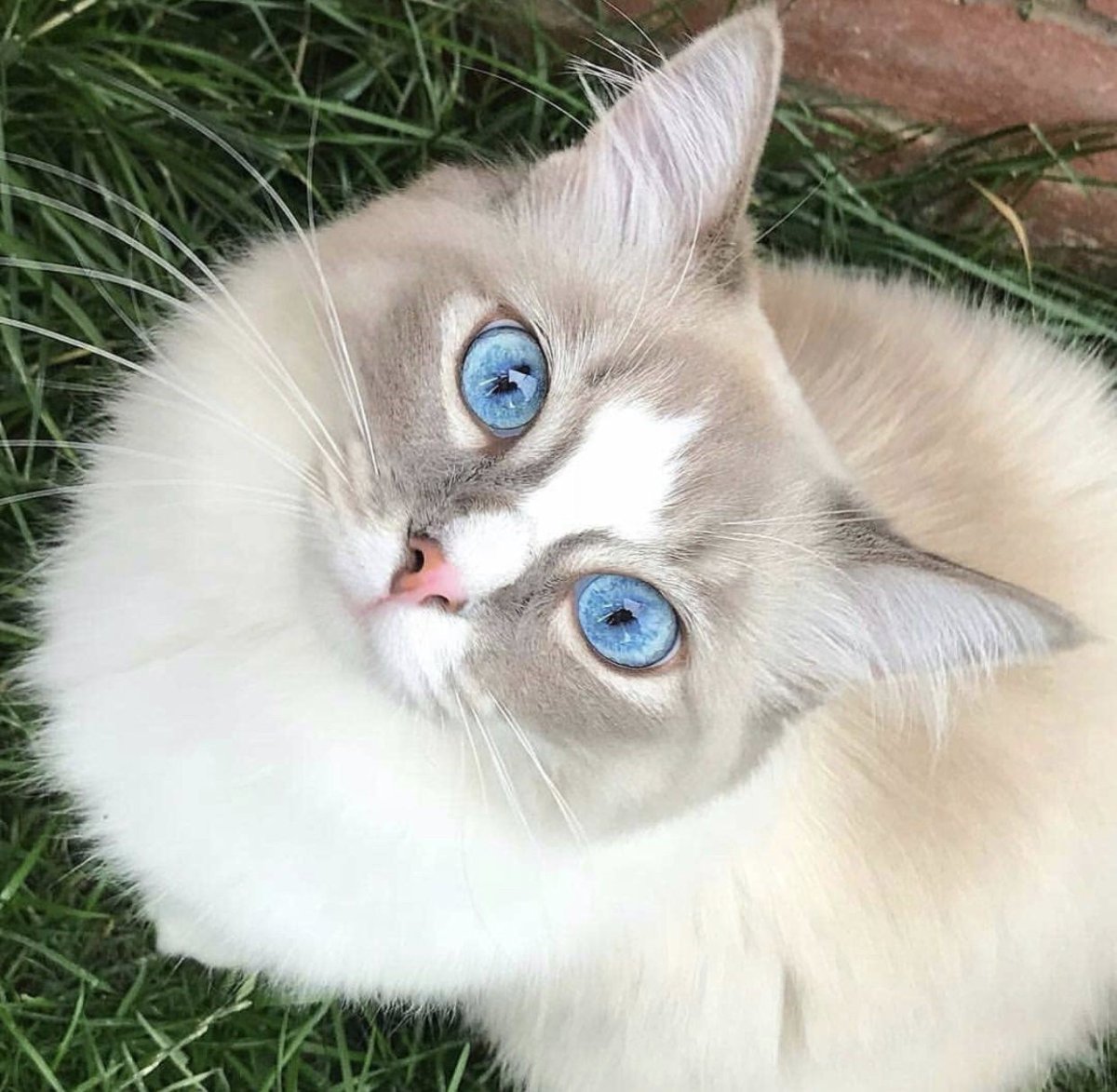 Порода Охос азулес