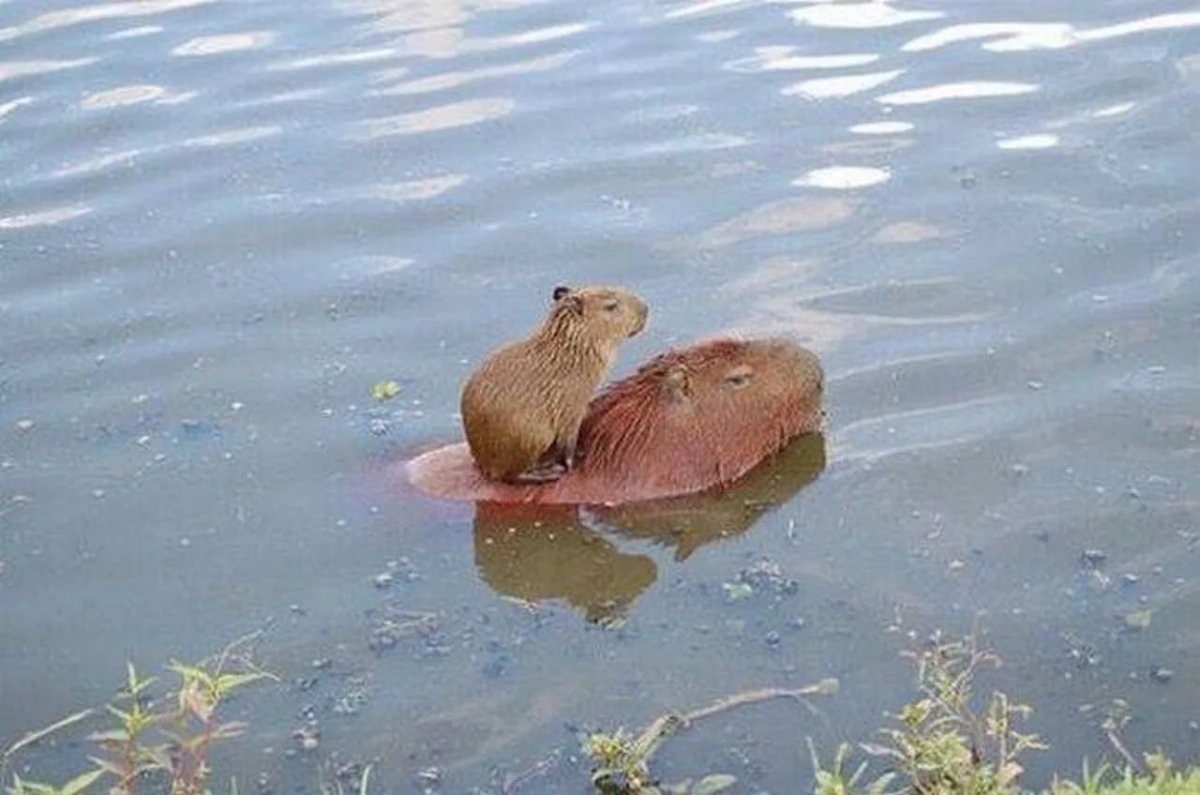 Водяная Свинка капибара