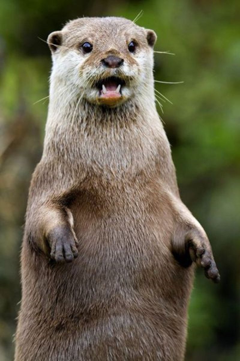 Выдра мымра