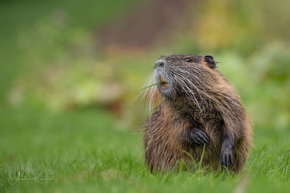 Нутрия болотный Бобр