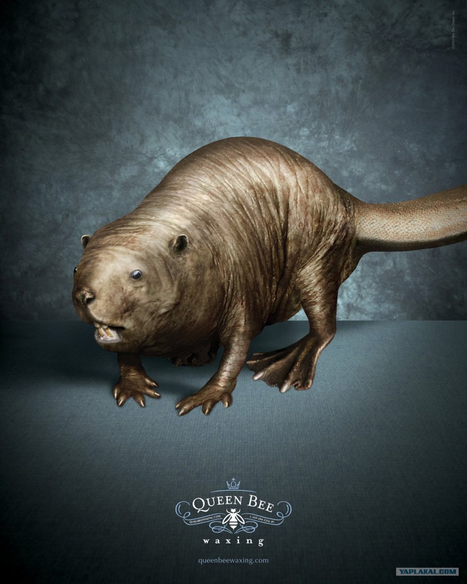 Побрей бобра