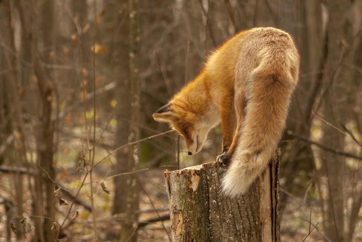 Пушистый хвост лисицы